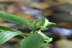 Eranthemum purpurascens